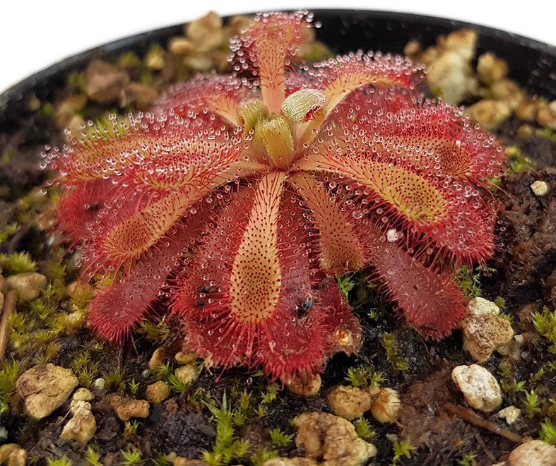 Drosera Madagascariensis x Aliciae