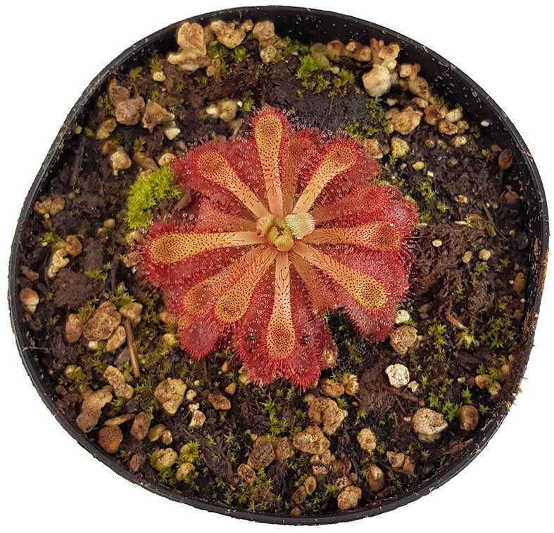 Drosera Madagascariensis x Aliciae