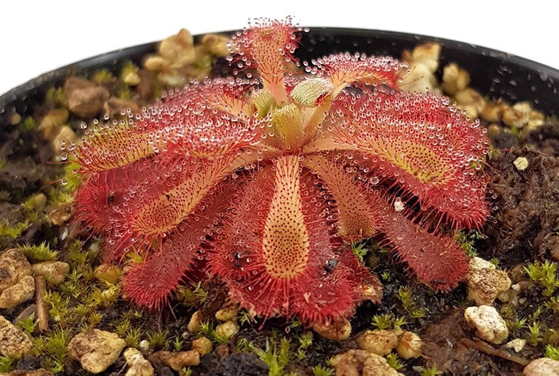 Drosera Madagascariensis x Aliciae