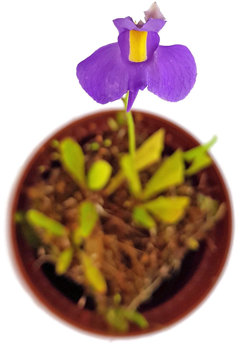 Utricularia longifolia