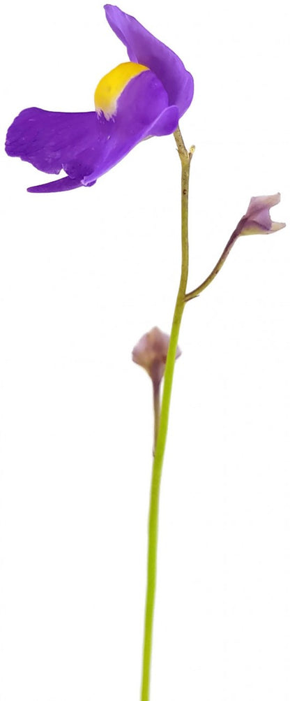 Utricularia longifolia