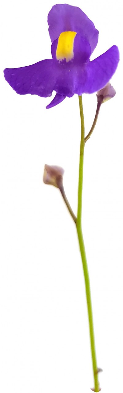 Utricularia longifolia