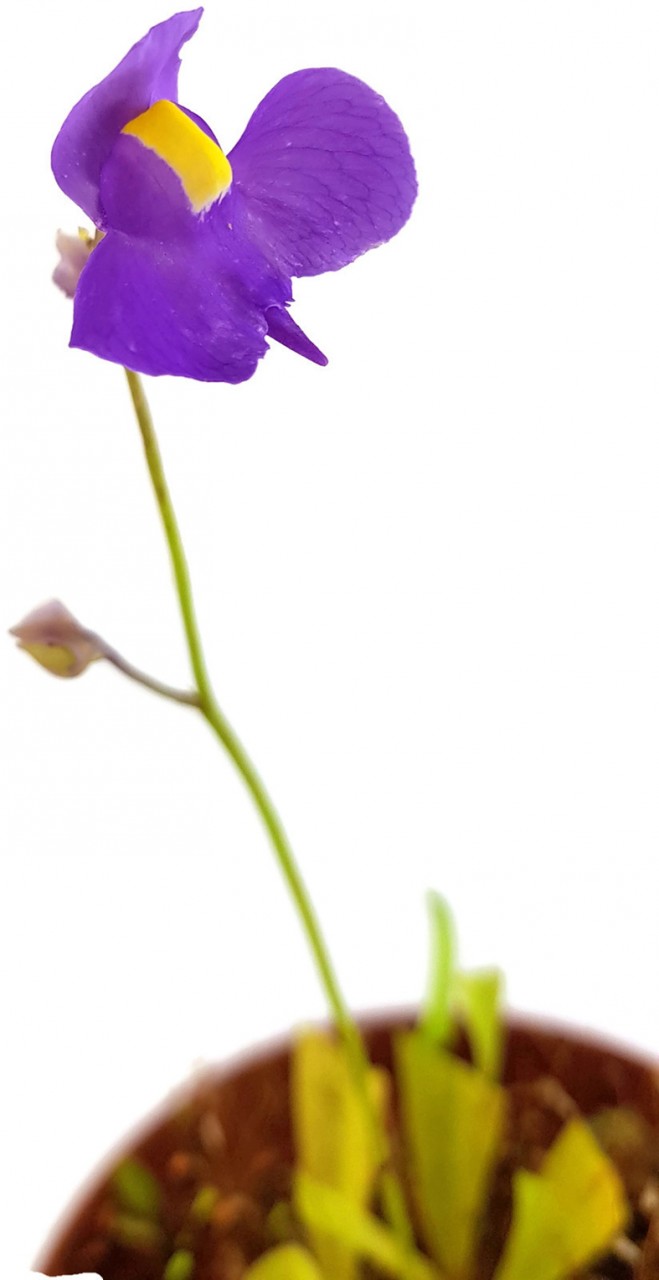 Utricularia longifolia