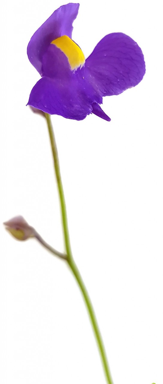 Utricularia longifolia