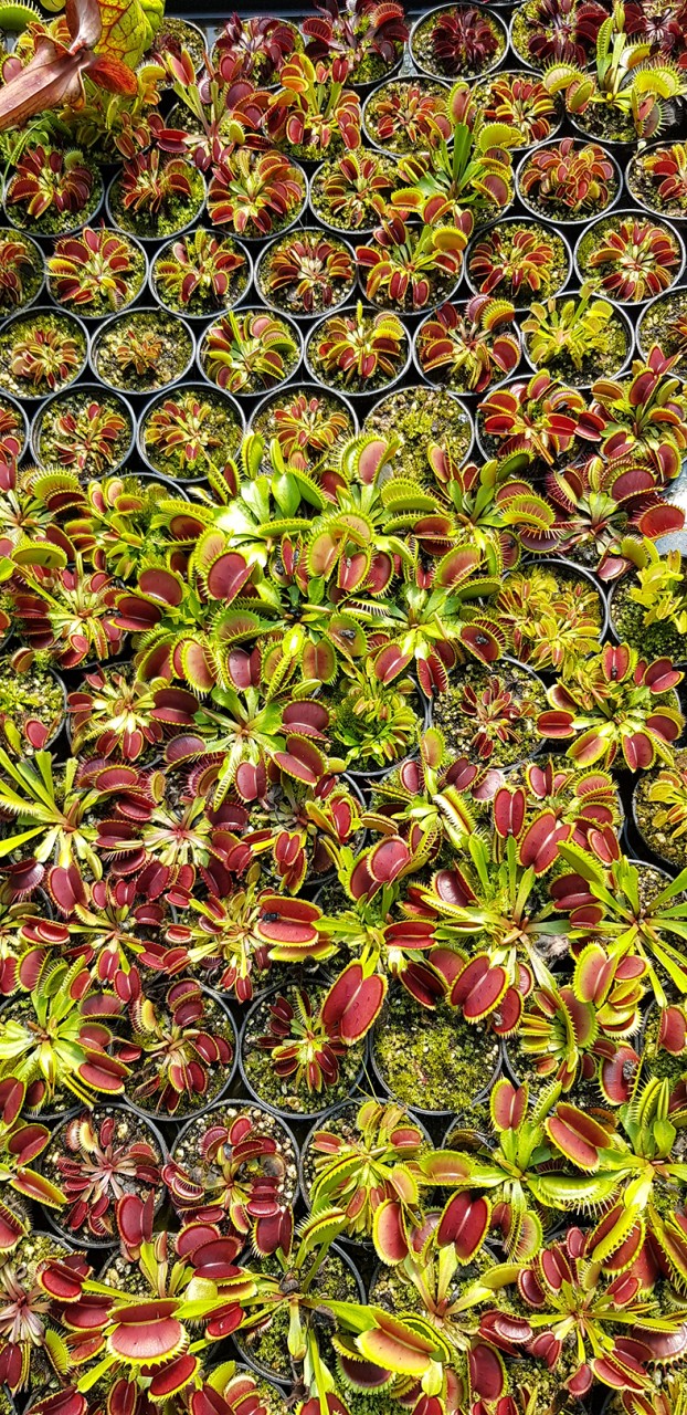 Dionaea muscipula Kultivar Mix &quot;seedgrown&quot;