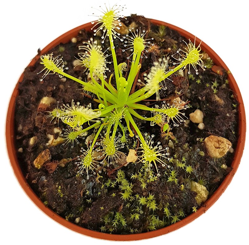 Drosera Intermedia All Green