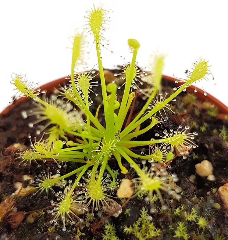 Drosera Intermedia All Green