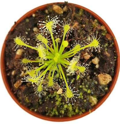 Drosera Intermedia All Green