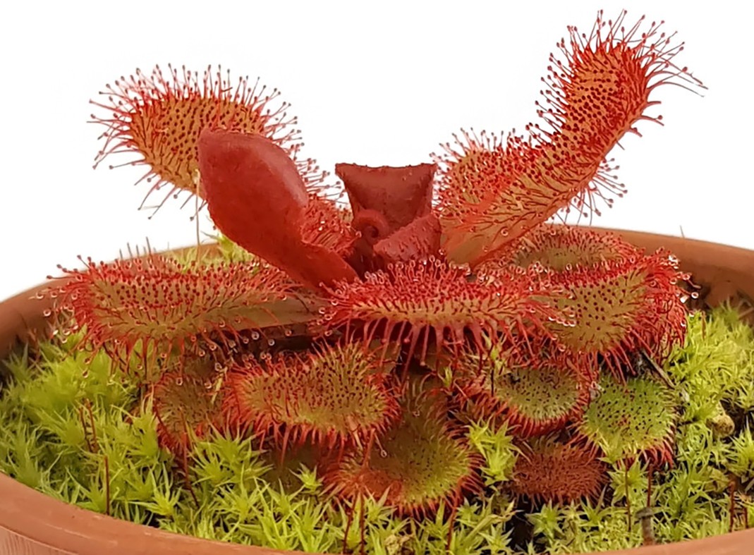 Drosera slackii Hermanus