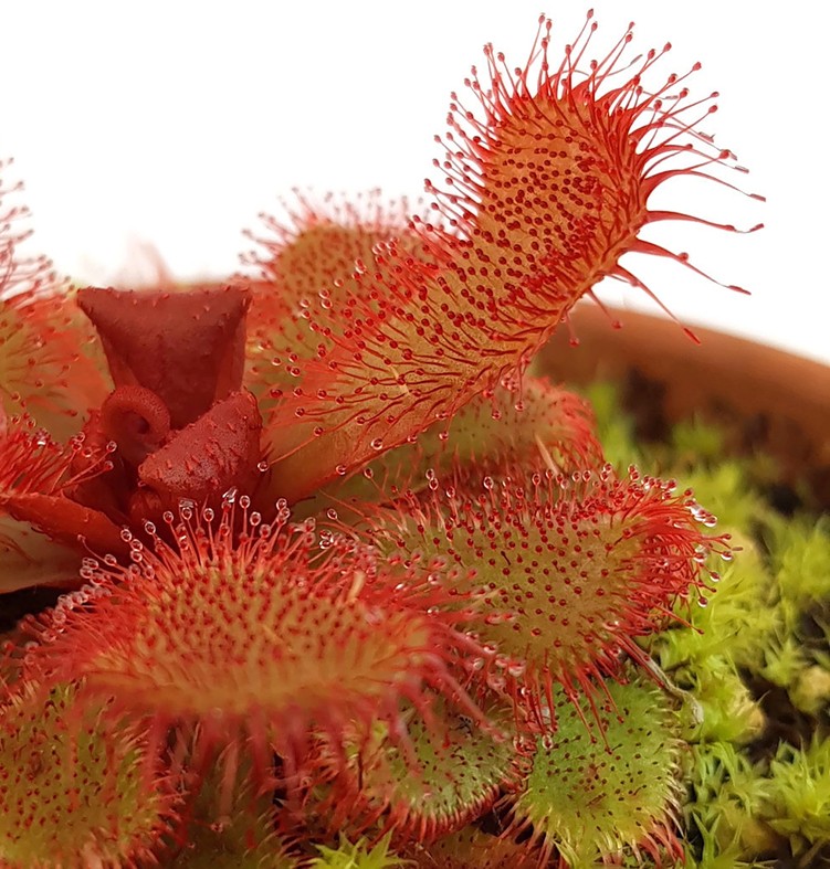 Drosera slackii Hermanus