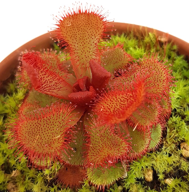 Drosera slackii Hermanus