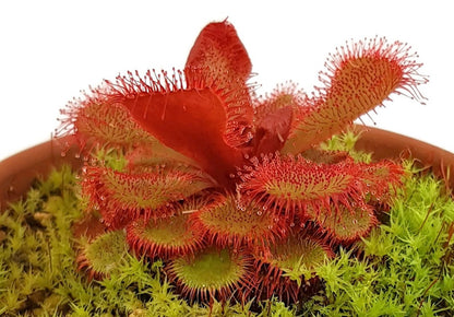 Drosera slackii Hermanus