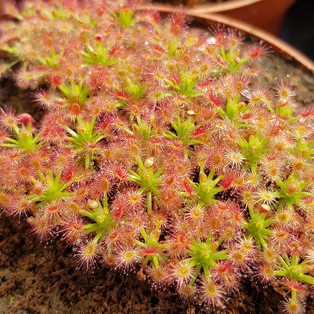 Drosera Roseana - Zwergsonnentau