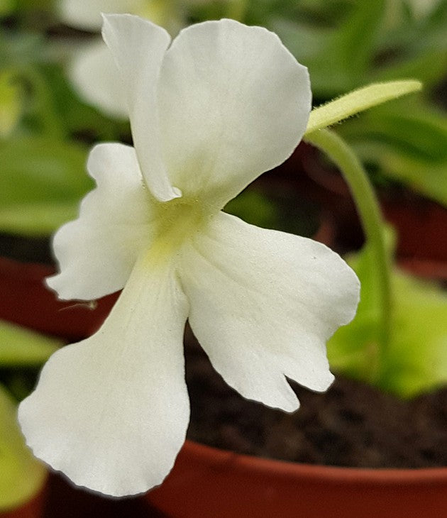 Pinguicula Golden Eye cremefarbenes Fettkraut