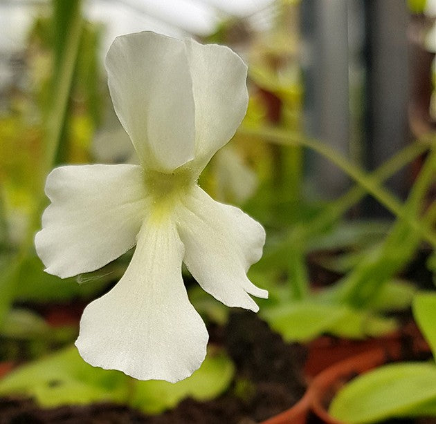 Pinguicula Golden Eye cremefarbenes Fettkraut