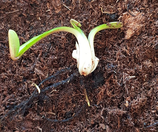 Dionaea muscipula Set - lose Rhizome