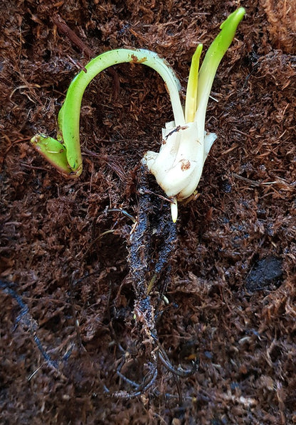 Dionaea muscipula Set - lose Rhizome