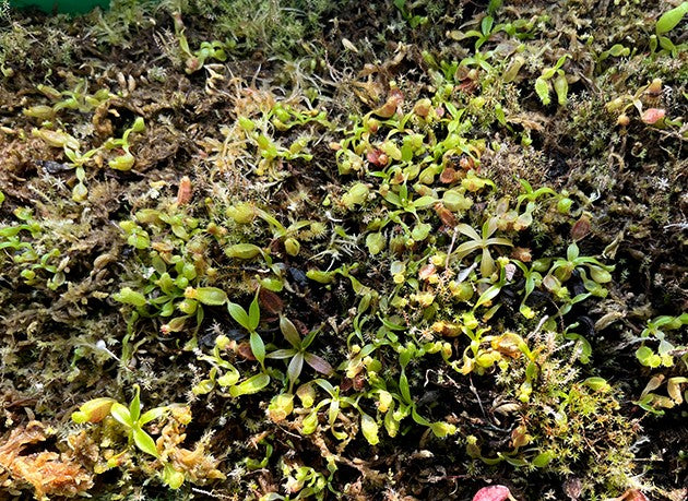 Nepenthes ventricosa x vogelii Art Vogel X OP Sämlinge