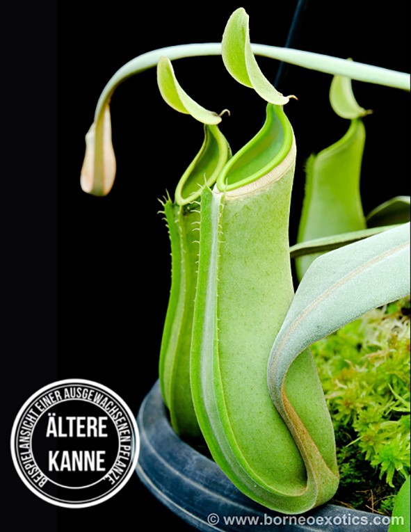 Nepenthes albomarginata BE-3004