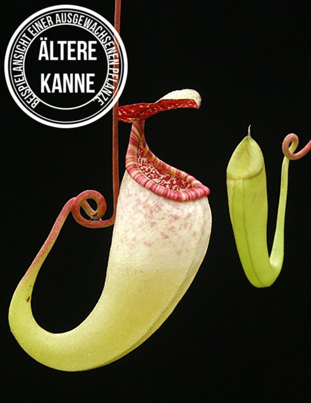 Nepenthes copelandii BE-3046