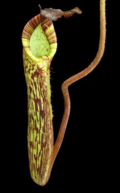 Nepenthes fusca BE-3068