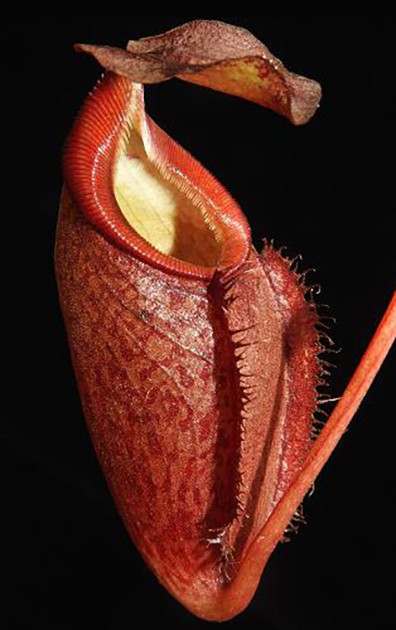 Nepenthes gymnamphora Talakmau Purple BE-3078