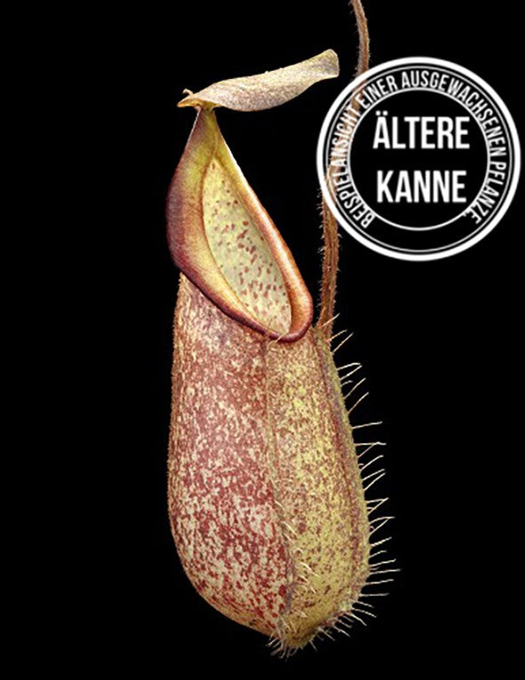 Nepenthes hirsuta BE-3083