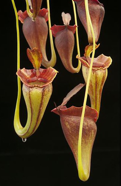 Nepenthes jacquelineae BE-3092