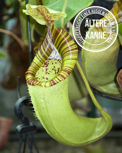 Nepenthes chaniana x veitchii BE-3137