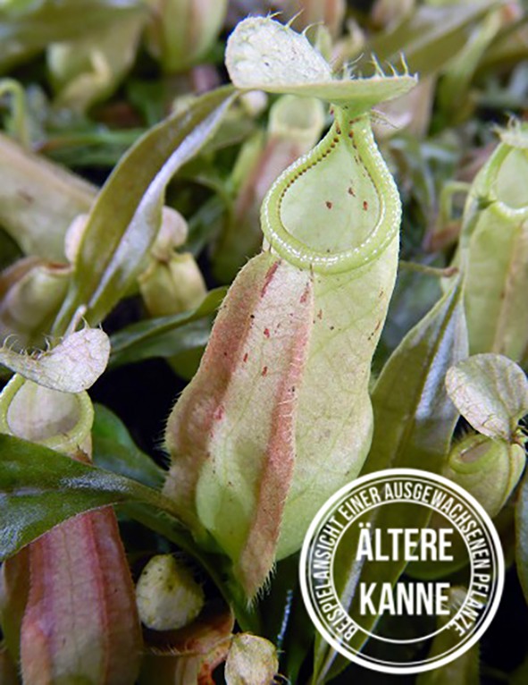 Nepenthes rafflesiana BE-3141