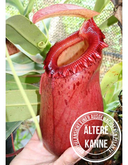 Nepenthes sibuyanensis BE-3164