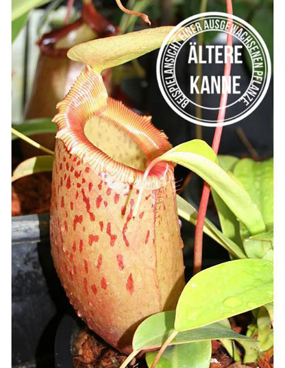 Nepenthes sibuyanensis BE-3164