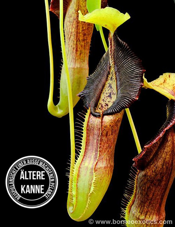 Nepenthes singalana BE-3170