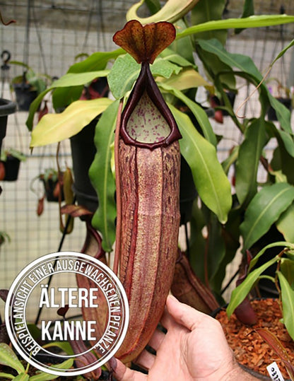 Nepenthes sp. 