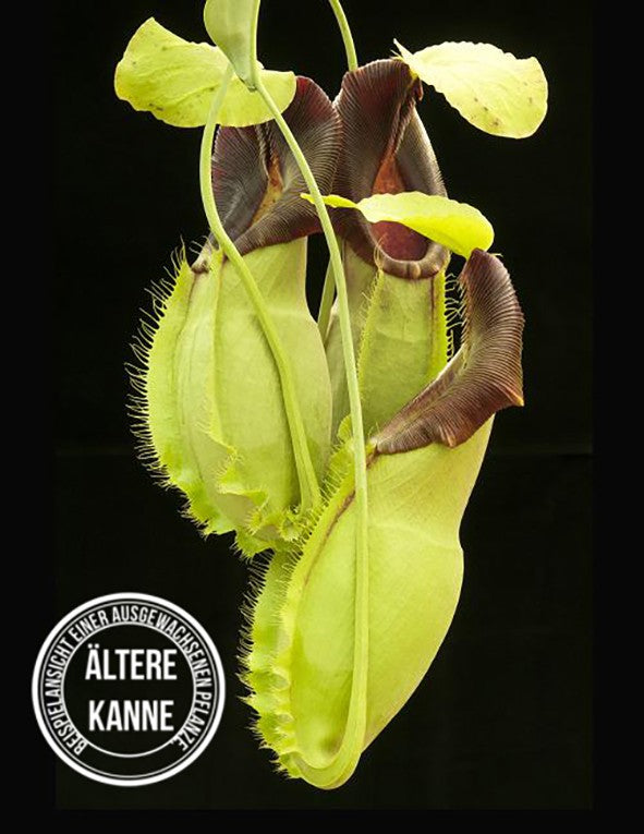 Nepenthes spathulata BE-3175