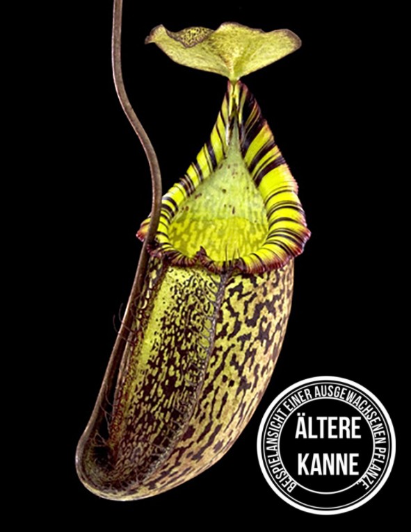 Nepenthes spectabilis x mira BE-3181