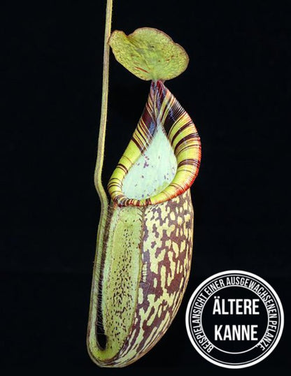 Nepenthes spectabilis x mira BE-3181