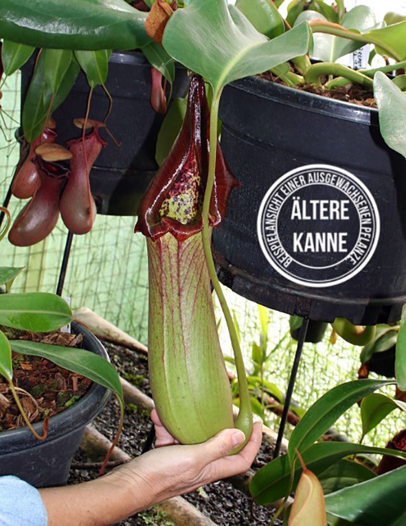 Nepenthes truncata BE-3203