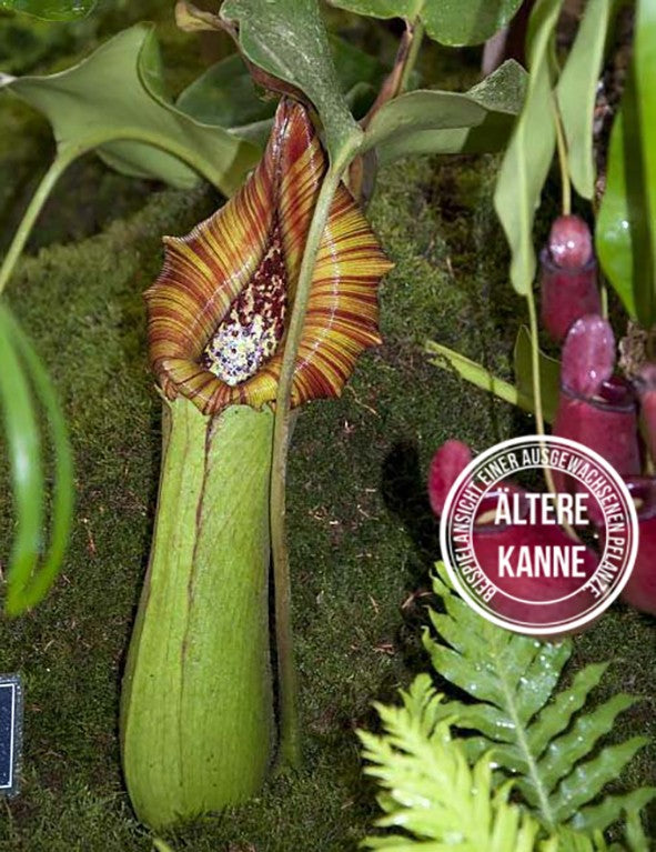 Nepenthes truncata BE-3203