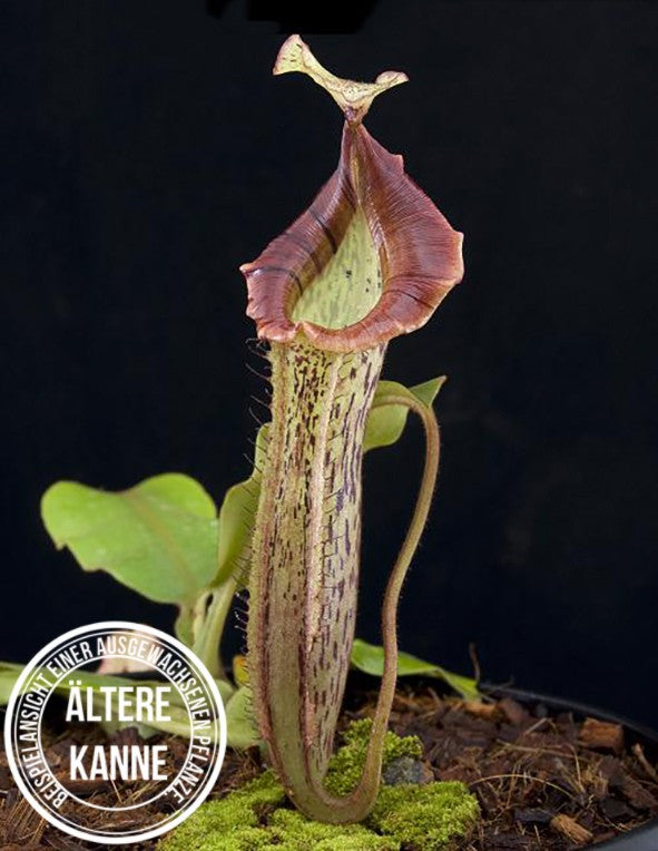 Nepenthes veitchii x platychila BE-3213