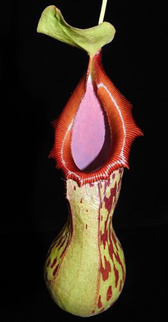 Nepenthes burkei BE-3254