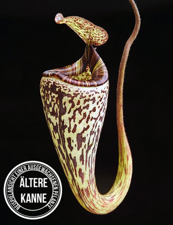 Nepenthes vogelii BE-3256