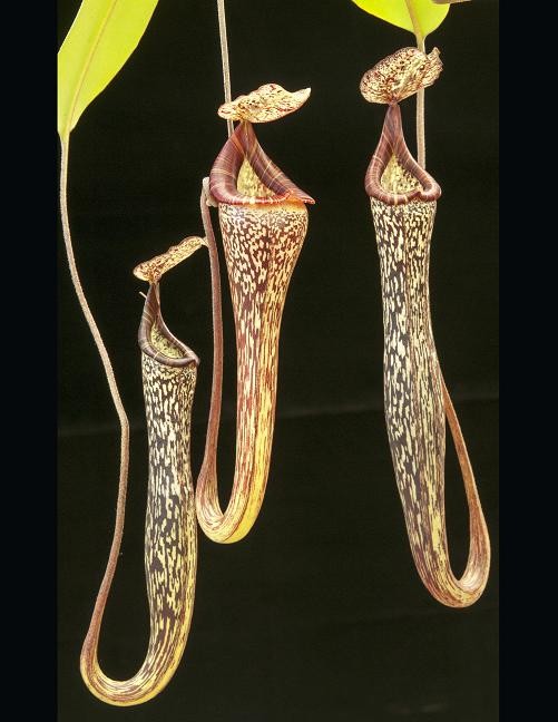 Nepenthes vogelii BE-3256 - XL Showpiece