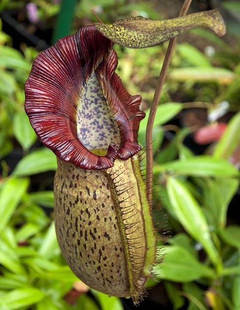 Nepenthes spathulata x spectabilis BE-3314