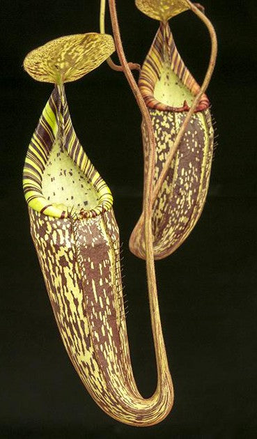 Nepenthes spectabilis Perkinson Giant BE-3322