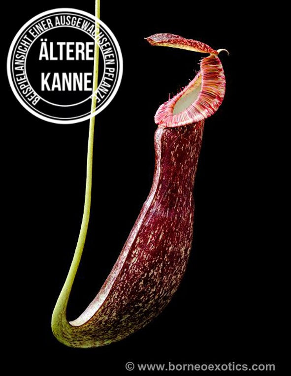 Nepenthes mirabilis var. echinostoma BE-3372