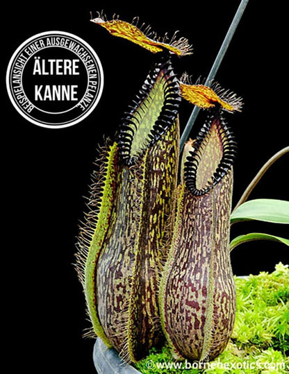 Nepenthes hamata Lumut BE-3380