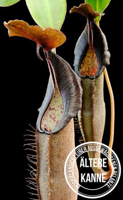 Nepenthes lingulata BE-3463