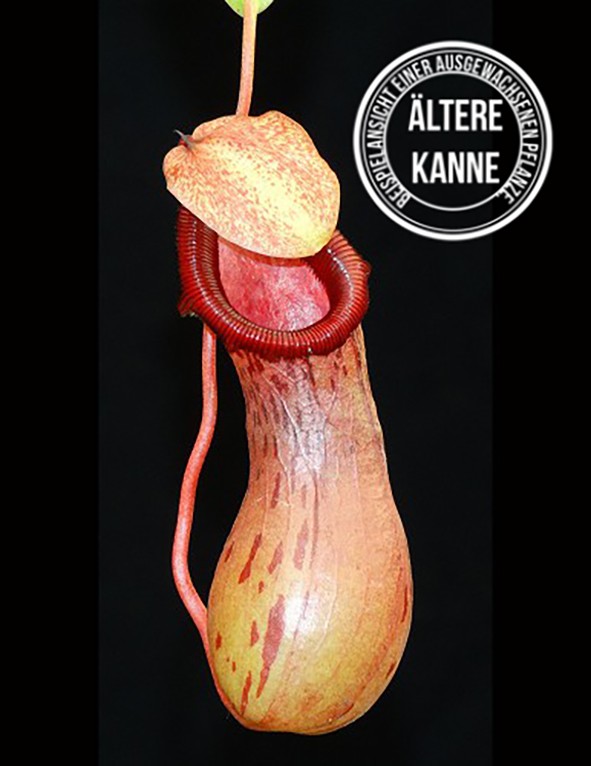 Nepenthes ventricosa x burkeii BE-3479