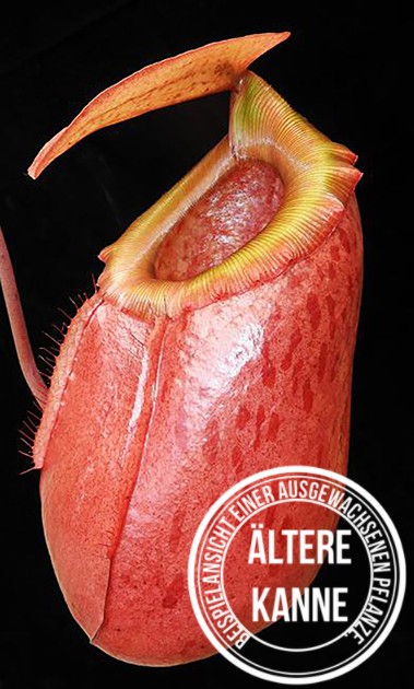 Nepenthes sibuyanensis x merrilliana BE-3542